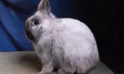 Please see www.bfsforsalerabbits.weebly.com
Accepting some reasonable offers.
First come, first served.
Pick up only in: Corning, NY 14830.
In order to hold, a non-refundable 50% deposit is required.
All animals come with pedigrees and transitioning