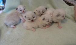 Pictures of Precious blue eyed Himalayan/Ragdoll Kittens (Ragamuffins) Pet quality (no papers) Mom is purebred Tortie Ragdoll and Dad is purebred Blue Point Himalayan both my pets. $400 Born 2/11/15 ready at 8 weeks...Kittens will have documented 8 week