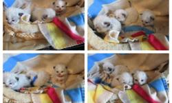 Pictures of Precious blue eyed Himalayan/Ragdoll Kittens (Ragamuffins) Pet quality (no papers) Mom is purebred Tortie Ragdoll and Dad is purebred Blue Point Himalayan both my pets. $400 Born 2/11/15 ready at 8 weeks...Kittens will have documented 8 week