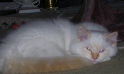 ***Price Reduced to $300***Female flame point Ragdoll/Himalayan kitten 16 weeks old and ready for loving home...Mom is purbred Torite Ragdoll and dad is purebred Flame Point Himalayan. Has had 1st and 2nd set of shots...must be inside pet only...if