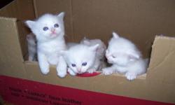 I have F & M Blue Eyed Himalayan/Ragdoll Kittens. Pictures at 4 weeks (7/21/13) Mom is purebred Tortie BiColor Ragdoll and dad is purebred Blue Point Himalayan. Kittens were born June 24th and will be ready for their new home at 8 weeks.... Will post