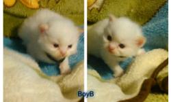 Ragdoll/Himalayan kittens. Born 6/24/16 and will be ready for loving homes at 8 weeks of age. Will have documented vet wellness visit and age appropriate vaccinations. Mom is Flame Point Ragdoll/Himalayan and dad is Blue Point Himalayan..both my pets.