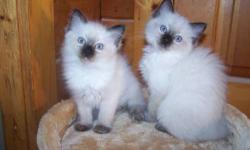 We have a blue mitted male with a blaze and a seal mitted female with a blaze that will be ready for their forever homes in mid-February. My kittens have beautiful, rabbit-soft, coats and my Ragdolls are family raised, litter box trained, and will have