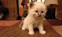 6 Purebred Ragdoll Kittens for sale. Blue point and Blue mitted. DOB 5/3/14. Accepting deposits to hold baby of your choice.