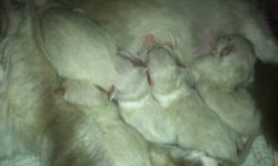 www.vanillabelleragdolls.com - VANILLABELLE RAGDOLLS is now accepting deposits on our 2014 litters. Our kittens are CFA & TICA registered and come with a 2 year written genetic guarantee, 2 sets of shots, 3 de-wormings, a 5 generation pedigree, early