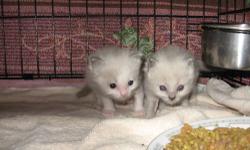 I have 2 wonderful RAGDOLL babys for sale,they are tica registered ,1 male bi color mink,1 red Girl,first come first served,i will take a deposit
of $100(none refundable)to hold your Kitten till reddy to go to new home,
they are so sweet,will be vetted