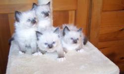 We have a seal mitted female with a tiny blaze, two blue lynx point females and a blue lynx point male that are ready for their forever homes. We also have kittens that'll be ready for their new forever homes on 8/29. My kittens have beautiful,