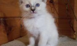 Sweet natured Ragdoll kittens available. White male or female. 18 weeks old. Raised in a clean safe environment by a caring breeder. These "rare" white Ragdoll kittens are extremely affectionate, have been veterinary examined and are ready 10/14/2012.