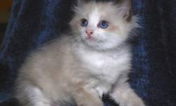 ZEPHYR THIS IS OUR BIGGEST BOY. HE IS A SEAL BICOLOR RAGDOLL KITTEN. HE IS HCM NEGATIVE, FIV/FELV/HEARTWORM NEG. HE COMES WITH A 2 YR HEALTH GUARANTEE, AND CERTICATE FROM OUR DVM. HE IS FULLY SOCIALIZED TO DOGS, CATS, AND HUMANS. HE IS VERY OUT-GOING AND