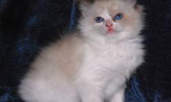 ZUMA THIS IS THE TWIN OF OUR ZEUS! HE IS ALSO A SEAL BICOLOR MALE RAGDOLL KITTEN. HE COMES COMPLETE WITH 2 SETS OF SHOTS, ALL WORMINGS, VIRAL TESTED NEGATIVE, HCM CLEAR, AND PARASITE AND BARTONELLA FREE. WE ARE A SMALL IN HOME CATTERY AND WE CONCENTRATE