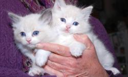 Dante and Diego are 2 gorgeous bicolor ragdoll babies. Dante is a blue bicolor while Diego is a blue lynx bicolor. Both are eqully adorable and loving. Dante is a larger boy at this time but Diego is just as spunky and playful. These boys both come with a