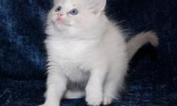 Tinkerbelle is a beautiful blue lynx bicolor female ragdoll. She comes with a 2 year health guarantee, a health certificate from our vetrinarian, 2 sets of shots, wormings, is FeLV/FIV/HW negative, HCM clear by DNA, & parasite free. She has been