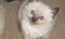 The kittens pictured are the available seal point male and mitted (white paws) female. These sweet loving cats are known for their great temperaments with soft, easy to maintain long hair-coats and captivating blue eyes. Please contact me for more