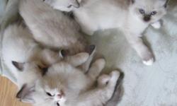 T.I.C.A. Registered Purebred Ragdoll Kittens available Sept. 20th 2014. 2 Males, both Seal Lynx Point and one is also Bi-Color(Bi-Color Male is on temporary hold as of 9/10/14). 2 Females, both Seal Point and one has white mittens. Both parents have super