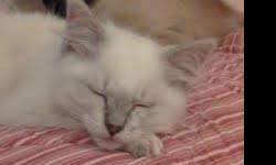 Beautiful female pure bred ragdoll kitten. I have a blue mitted lynx girl born at the end of July 2012 and ready for her new home. Kittens are registered with TICA. Parents are tested and negative for HCM.
Please see my website for information about me,