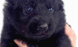 Very rare stunning all black and black with a little tan long coat puppies available soon out of Czech import dam and German import sire! Parents are hip and elbow certified, and pups will be DM clear, parents are not carriers. AKC registered, and