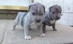 These Exotic colored pit pups will grow up to head turners without a doubt they have great temperament very intelligent as well as excellent drive (willingness to please their master) and will make a great family pet pups are only 3 1/2 weeks right now