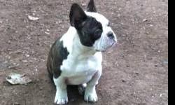 I have a 6 month old male frenchie looking for a great home. His name is Pierre and is a rare chocolate brindle and white color with beautiful green eyes. He is current in all shot and has a great temperment!!! Very friendly, lovable, does well in the