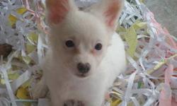 I have a female all white long haired chihuahua long haired chihuahua looking for her furever home. She comes with a 5 year health warranty at The Animal Wellness Center, a microchip, free boarding for life as well as a free grooming and a free training