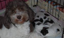 RARE GORGEOUS CHOCOLATE & WHITE HAVANESE PUPPIES... Mia & Bosco are the proud parents of six havanese puppies (4 fem & 2 male) there are only 1 fem & 2 male left out of the litter. They were born on October 23, 2012 and will be ready to go to their new