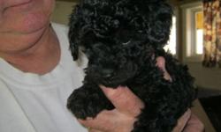 Available now, this is a stunning little toy male black and red phantom poodle. A phantom is a solid color with Doberman-like markings. This little boy is strongly marked. He has a nice champion background and is current on shots and wormings. He is vet