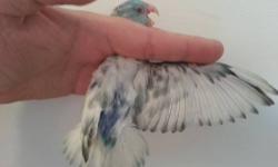 GET A GREAT COLOURFUL BEAUTIFUL PAIR OF BREEDER PARROTLETS NOW. THIS PAIR CONSISTS OF A VERY HEAVY YELLOW PIED MALE SPLIT TO BLUE LACEWING PASTEL WITH A DARLING VISUAL YELLOW LACEWING PASTEL SPLIT TO BLUE LACEWING PASTEL.
THIS AMAZING PAIR WILL PRODUCE