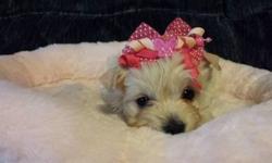 This little Princess has an adorable snuggly personality in a look that is very hard to find anywhere in the world! mom and dad are both platinum partis and mom carries the chocolate gene so she may too. She is charting to weigh about 5.5lbs. Tail is