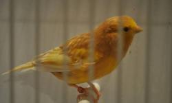available now is are rare yellow satinette and yellow phaeo red eyed canary. these canaries don't come along too often. very attractive birds to say the least. only 50 each. much nicer in person the pics don'c capture the beauty of this bird or the red