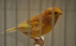 we have some rare red eye canaries available now.
yellow satinette 55 each
phaeo 60 each