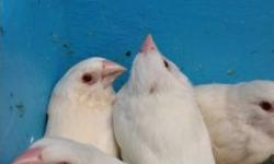 We have a few rare red eyed society finches available now. 25 each