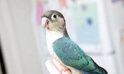 I HAVE A BEAUTIFUL 1 YEAR OLD YELLOWSIDED TURQUOISE GREEN CHEEK CONURE FOR SALE. THIS MUTATION IS RARE AND EXTREMELY HARD TO FIND. SHE IS BREEDING AGE READY AS WELL AS HAND TAME. AS A BABY SHE WAS HAND FED. SHE DOEANT NOT EVER BITE. I HAVE HER BROTHER