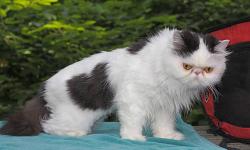 Beautiful Persian purebred, "Rascal", adolescent spayed female, 1 year old: White w/Black spots, petite, smooth-haired, w/bright Orange-gold eyes. Very affectionate, gentle, and playful; loves other cats; dog-friendly; likes car trips.
Vet checked;