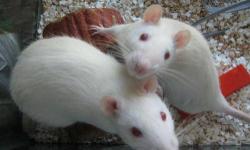 Rat - Crimson & Clover - Small - Young - Female - Small & Furry
We are 2 sister albino rats who come as a pair. We were part of a vet tech class where students learned to administer injections of saline. We have a clean bill of health and never had any