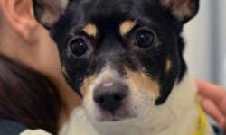 Rat Terrier - Chase - Medium - Adult - Male - Dog
What You Need in Order to Adopt
When you are ready to visit the 92nd Street ASPCA Adoption Center, please note the following to facilitate the adoption process:
* You must be 21 years of age or older to