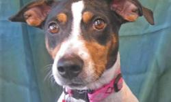 Rat Terrier - Claire - Medium - Senior - Female - Dog
Claire was born February 27, 2002 and weighs about 25 lbs. She is a cute little girl that needs a new home because her humans 'couldn't spend enough quality time with her'. She's been a perfectly