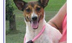 Rat Terrier - Dottie - Small - Adult - Female - Dog
Look at that face! Dottie is sure to win you over with her little snaggle-tooth and awesome personality. Dottie is a darling, loving, mellow girl who is ready for her forever home. She loves to play and