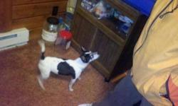 Rat Terrier - Honey Bun - Small - Adult - Female - Dog
Honey Bun is a very sweet Rat terrier. She has a loving personality. Honey Bun would be an ideal pooch for an active older couple. She LOVES to go on walks and sniff sniff. Honey Bun is a little bit