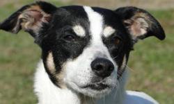 Rat Terrier - Marshall - Small - Adult - Male - Dog
Marshall appears to be a Rat Terrier mix. He's 5 years old and approximately 30 lbs. He's not used to very small children. He needs a home urgently as his present owners are going through a divorce.
