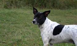 Rat Terrier - Marshall - Small - Adult - Male - Dog
Marshall appears to be a Rat Terrier mix. He's 5 years old and approximately 30 lbs. He's not used to very small children. This dog is not at The Putnam Humane Society, he is located in Maryland. This is