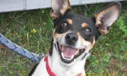Rat Terrier - Maxim - Small - Adult - Male - Dog
MAXIM RAT TERRIER TRI COLOR ARRIVED 08/03/12 @18 LBS @ FIVE-YEARS-OLD MALE Maxim is a rat terrier through and through. He is very active and loves to play with any type of ball. This adult dog was