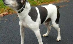 Rat Terrier - Peanut - Medium - Adult - Male - Dog
Peanut is a sweetheart of a dog. He is a healthy seven year-old male Rat Terrier, 8 to 10 lbs. He is great with children and all animals -- at the moment, Peanut is being fostered with lots of cats, dogs