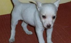 This is a white and tan Rat terrier born on 3/12/14. Rat terriers in this color are hard to find. He will be approx 14lbs and stand 14" tall. I am a Rat terrier breeder for over 8 years now and I only breed Rat terriers. All dogs have been dewormed,