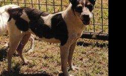 Rat Terrier - Spots - Small - Adult - Female - Dog
Spots made her journey from Mississippi to Pets Alive to find her forever family. She is about 6-7 years old To fill out an adoption application for this dog, please click here  . We'll review it and get
