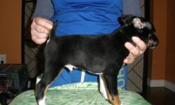 Beautiful Tuxedo pattern, black, bold white chest, feet, belly, tan points, also a piebald blue/white pup. Smaller ones will mature approx 10-12 lbs, larger should mature 16-20 lbs. High prey drive, can be taught to squirrel hunt, as well as for ratting.
