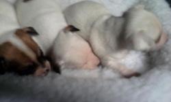 RatChi or Ratcha as they are called .Will be around 6/7 pounds. Father is a 4 pound pure Chihuahua Mom pure 7 pound Toy Rat Terrier. Very cute pups. Will be wormed and first shot. 3 Females. Will be ready for new homes end of June.
