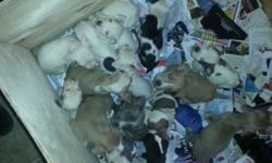 Correction to earlier post the pups are not free asking 225 call 585=287=4144