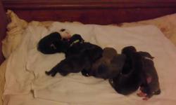 razors edge blue nose pits for sale 3 female 2 brindle and 1 fawn 2 blue males and a black and white male call 5188213906 no papers parents on premises