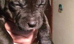razors edge blue nose pit bull puppies no papers 500.00 call for more details 3 left.serious inquiries only please