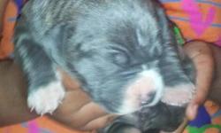Incredible pups with excellent peds,I have 5 females and 4 males for more info onpups or ped contact:Tron at 347-613-9334 or email me at [email removed] Thank you