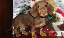 ready now or I can hold him for Christmas has all 3 puppy shots & health certificate He is akc but being sold w/o the papers he was my pick of the litter
health guarantee and puppy kit! cc accepted
reduced to $1250 until 1/2/15